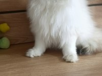 British shorthair ny1233 erkek