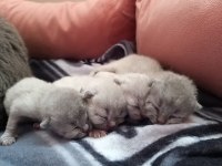 Scottish fold blue point yavrular