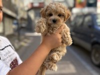 Sahibinden maltipoo