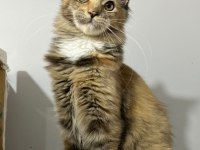 BLACK TORTİE İSABELLA MAİNE COON