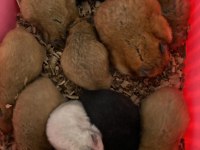 Suriye Hamsteri