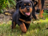 Rottweiler 2 - 2.5 Erkek - Dişi Üst Düzey Yavrular