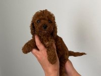 Red brown Toy Poodle Yavrum