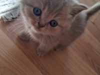 Blue Golden British Longhair Yavrular