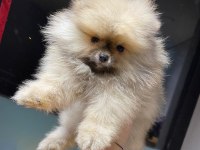 ÜST KALİTE POMERANİAN BOO ERKEK GÜZELİ