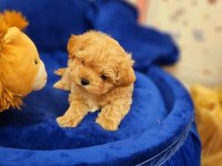 Eğitimli Kore kan maltipoo bebeklerimiz