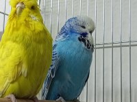 Yeni eş jumbo şov jumbo ve albino muhabbet kuşlar