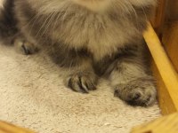 British Fold Longhair