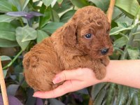 Ev Doğumlu Ailemizde Büyüyen Toy Poodle Yavrularım