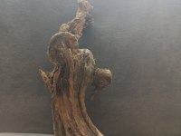 AKVARYUM TERARYUM PALUDARYUM VİVARYUM İCİN KÖK