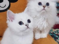 Scottish straight ve scottish fold yavrular
