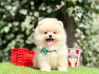 Pomeranian Boo Teddy Bear Saf En Mini Yavrular
