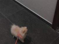 3 aylık dişi pomeranian boo