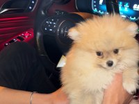 Pomeranian Boo 4 Aylık