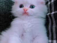 British longhair İstanbul içinde ulaşımını sağlıyorum