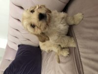 Cockapoo bebekler tüy dökmez çok uygun