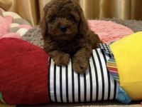 Toy Poodle Köpekleri