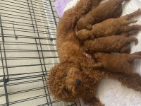 Toy poodle 3 adet