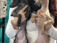 İtalyan Tazısı Greyhound