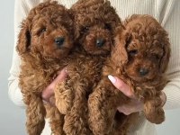 IRK VE SAĞLIK GARANTİLİ POODLE KÖPEKLERİ