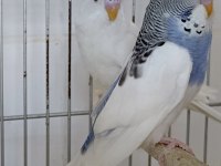 Çıtır çıtır muhabbet kuşlar