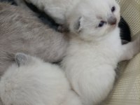 British Shorthair Scottish Fold Longhair Yavrular