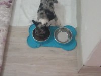 French Bulldog Merle Tan 2,5 Aylık Erkek