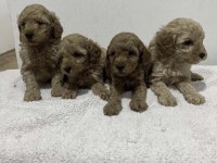 Toy Poodle Köpekler