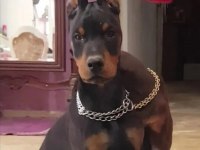 Avrupa doberman yavrularımız estetikli ve estetiksiz