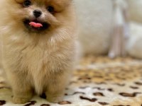 2 aylık pomeranian yavrularım