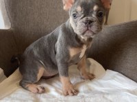Ev bakımı french bulldog yavrularım