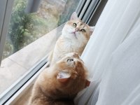 Tamamen ücretsiz british shorthair golden
