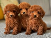 KOYU RENK TOY POODLE YAVRULARI
