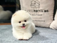 Premium Pomeranian Yavrular Sağlık Garantili