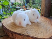 Mini lop ve cüce tavşan bebeklerimiz