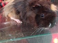 Guinea Pigler