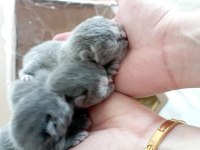 Yeni doğmuş scottish fold yavruları