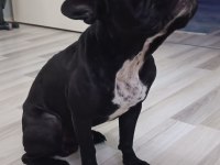 1.5 yaşında Zeus a yeni aile arıyoruz french bulldog