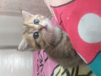Scottish fold ve scottish white point yavruları