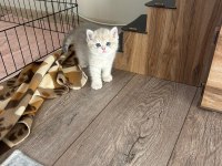 ALTIN BRİTİSH KIZIMIZ SAHİPLENDİRİLECEK