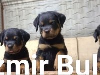 Rottweiler extrem sırbistan timittor