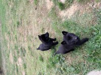 Solid black alman çoban köpeği