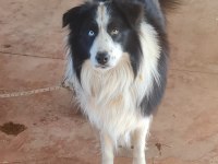Border Collie Yavrular