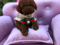 Micro Teacup Kore Poodle Yavrularımız