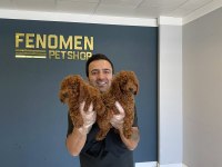 WC EĞİTİMLİ TOY POODLE YAVRULARIMIZ TESLİME HAZIR ANK
