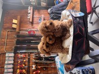 Dev kampanya poodle bebekler