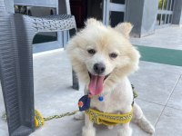 Malatya Da 1.5 Yaşında Pomeranian