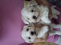 Terrier maltese 0 numara