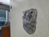 Sheltie ginepig yavrumuz