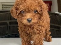 ORİJİNAL TOY POODLE YAVRULARI